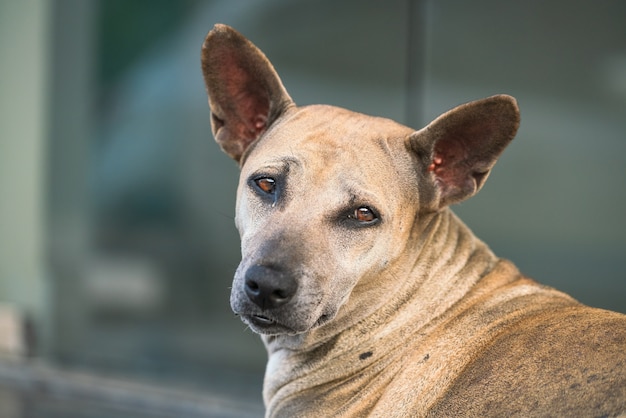  dog looking at camera