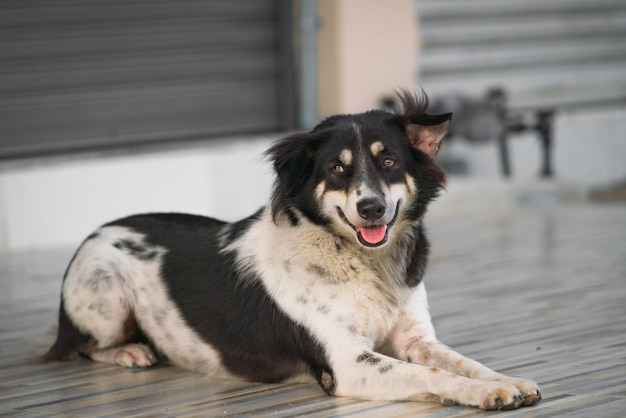  dog looking at camera