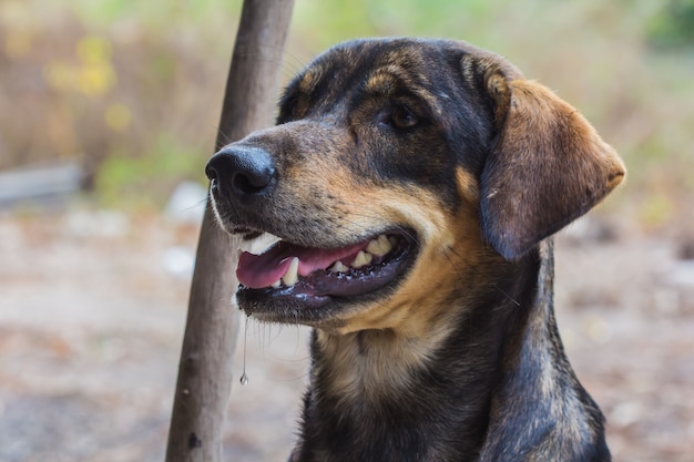 Photo dog looking at camera