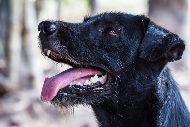 Dog looking at camera