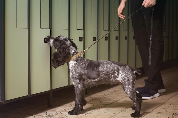 Dog looking for drugs in luggage storage