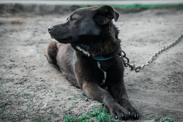 A dog looking sadly into the distance sitting on a chain