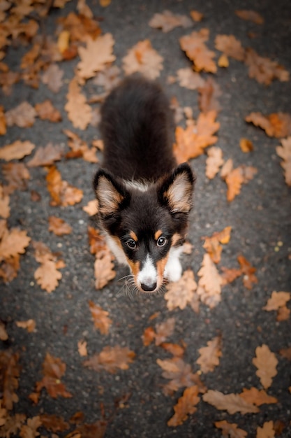 A dog looking up at autumn leaves