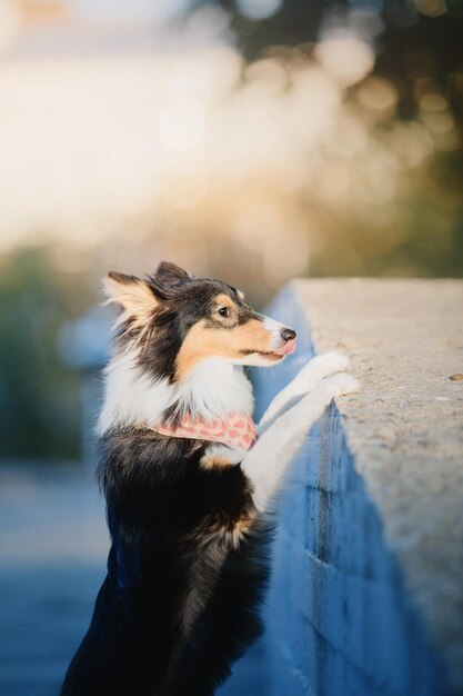 A dog looking up at the camera