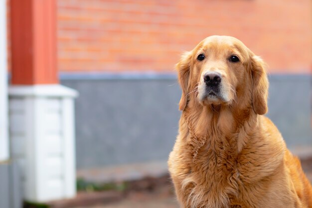 Dog looks directly into the camera, golden retriever, labrador near his house. Outdoor, outside. Copy Space