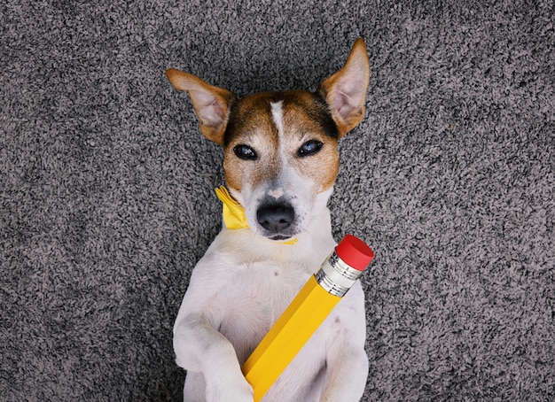 Dog lying on gray background with big yellow pencil