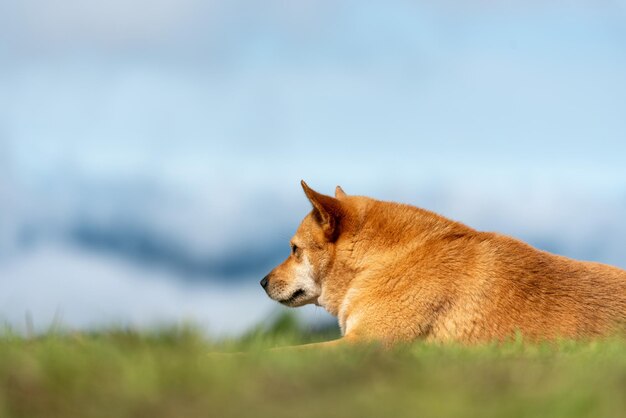 Dog lying on the green grass