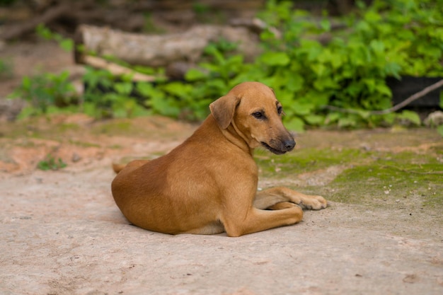 dog lying on the ground