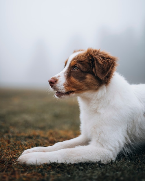 Dog at a misty field