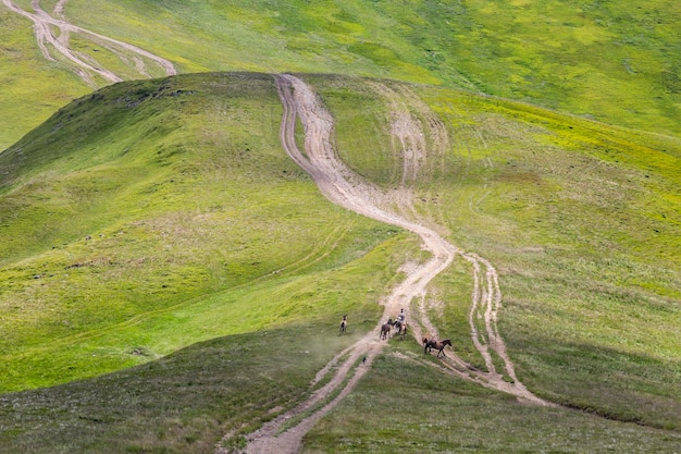 A dog in the mountains runs after a herd of horses The Siberian Husky combines power speed and endurance