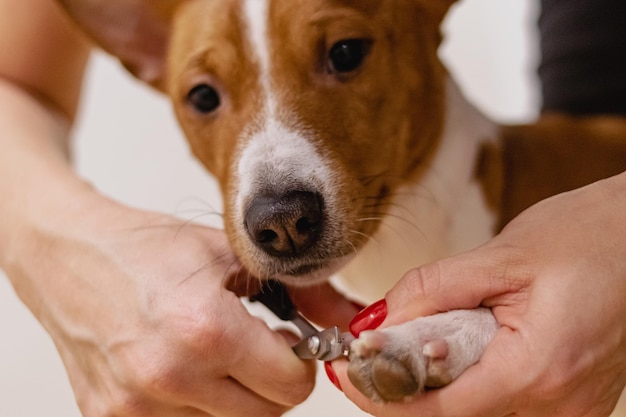 Dog nail safety trimming with clippers at grooming salon