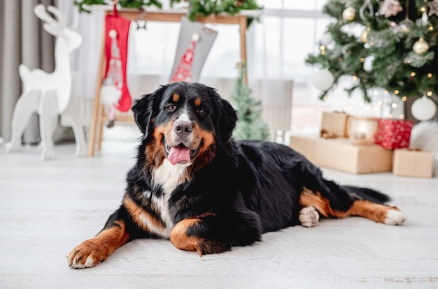 Dog near christmas tree at home