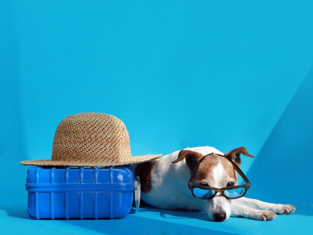 Dog near suitcase and hat blue background