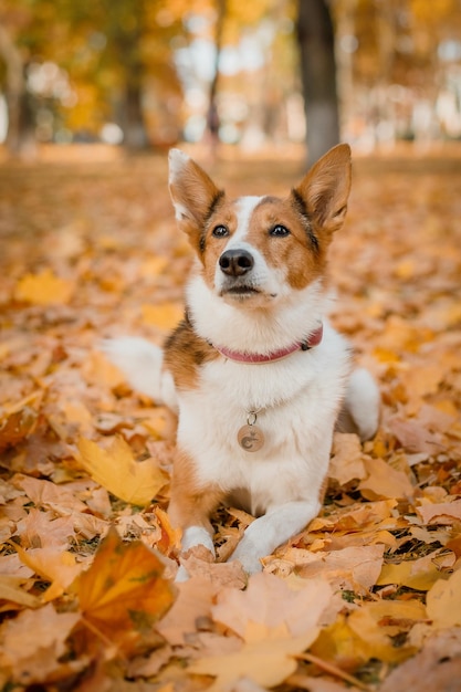 A dog in a park with autumn leaves on the ground