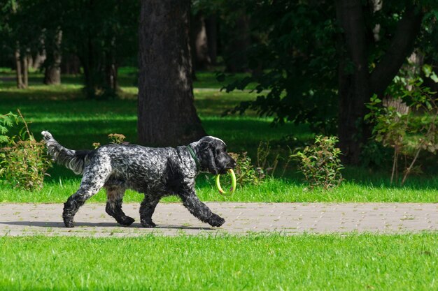 Dog in the park