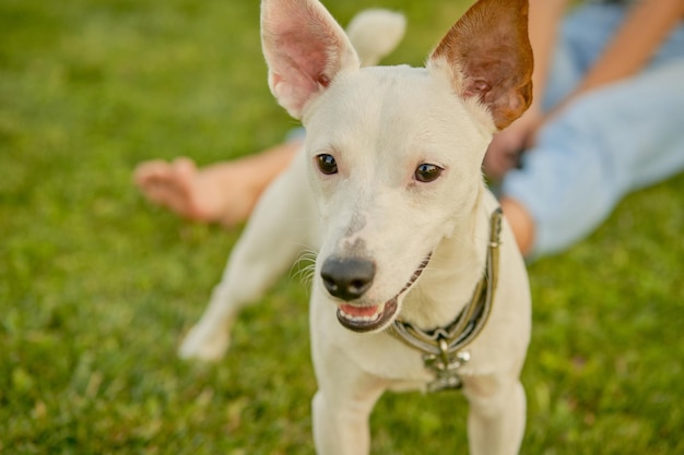 Dog parson russell terrier breed is playing in green park with his owner summer time or beginning of