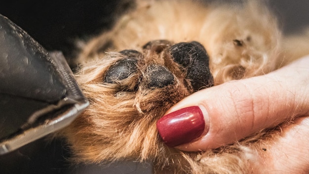 Dog paw pads trimmed with professional tool by groomer close up