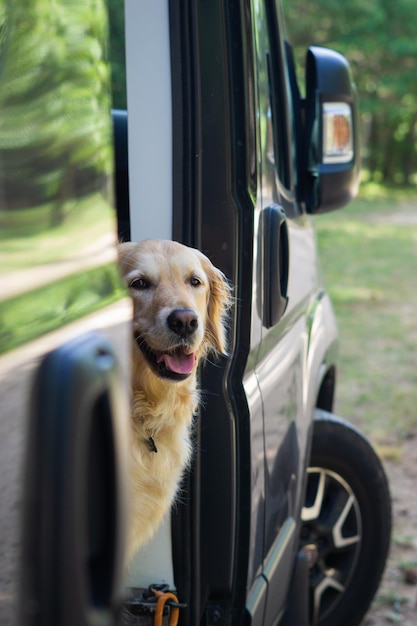 Dog peeking out of van door