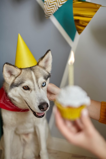 Dog pet birthday hand holding birthday cupcake with candle