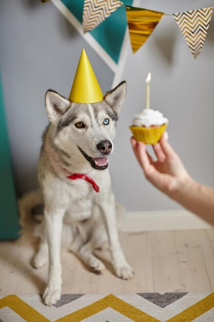 Dog pet birthday hand holding birthday cupcake with candle