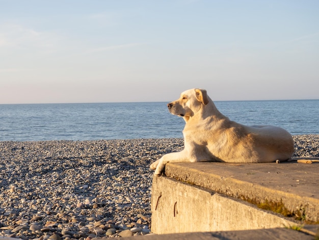 The dog on the pier watches the sunset The dog is basking in the sun Rocky beach of the southern city