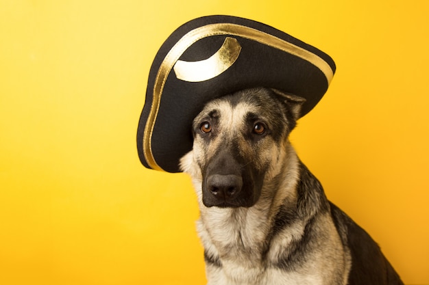 Dog pirate - Eastern European shepherd dressed in a pirate ha on