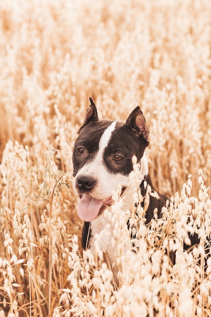 Dog pit bull walks in the summer in nature