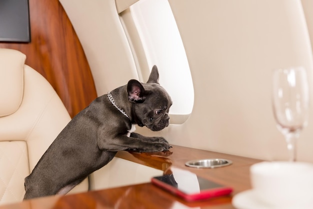 Dog at the plane. French bulldog on a board, selective focus. Dog transportation