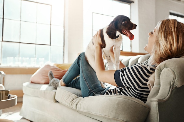 Photo dog playing or happy woman in lounge to relax on living room sofa in house home or apartment english spaniel puppy lifting or person with love wellness or support for bonding with fun pet animal