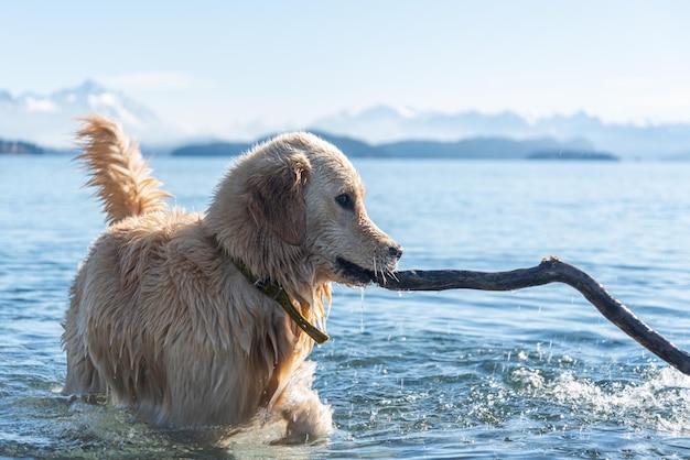 dog playing in the lake with a stick