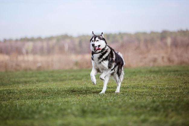 Dog playing and running outdoor