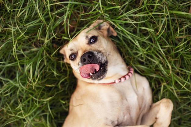 Dog playing at te park laying on the grass Top view portrait