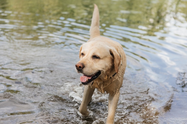 Dog playing in the water Golden labrador retriever