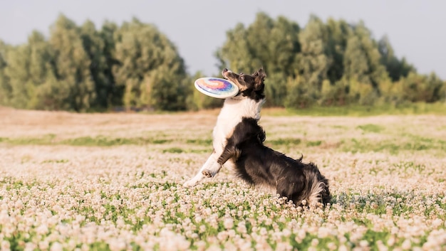 A dog playing with a frisbee in a field