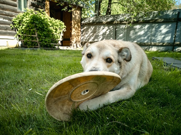 A dog plays with a flying frisbee on the lawn