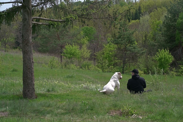 The dog plays with the owner in the park Rear view a man in a jacket and an American bulldog dog playing among green grasses in the forest