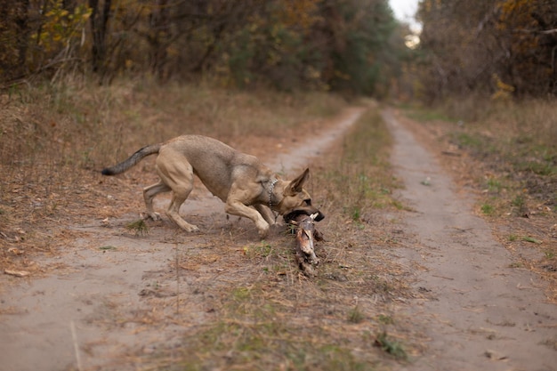 The dog plays with a stick in the forest