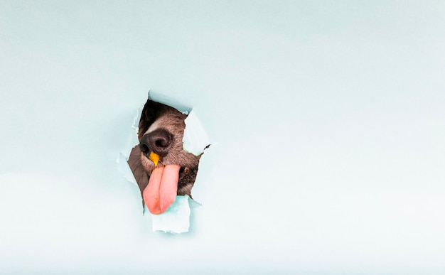 A dog pokes its snout and sticks its tongue out through a hole in the paper Copy space