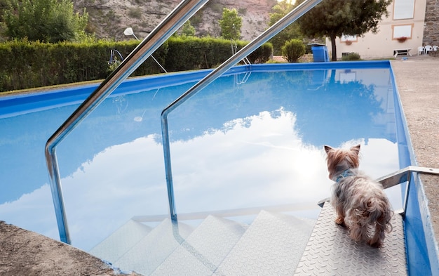 Dog and pool