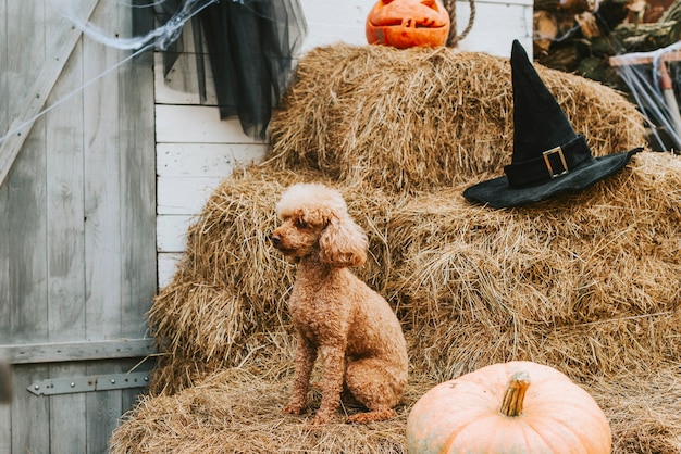 A dog on the porch of a house decorated to celebrate a Halloween party