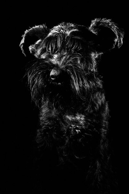 Dog portrait on black wall