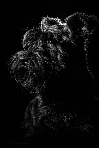 Dog portrait on black wall