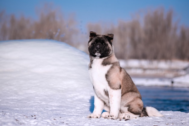 The dog portrait in the flowers of a willow An Animal in the open air in the spring American Akita