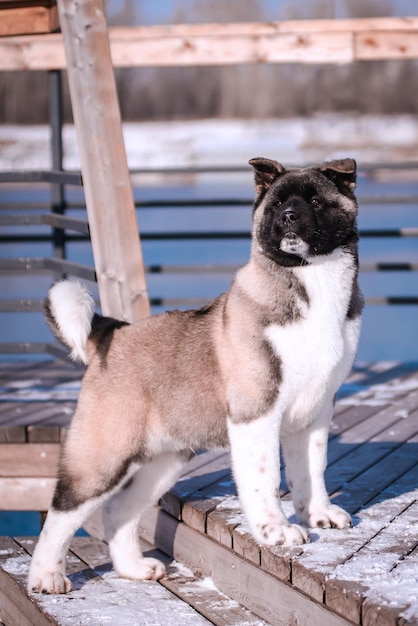 The dog portrait in the flowers of a willow An Animal in the open air in the spring American Akita