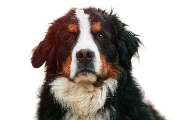 Dog portrait isolated on white background Adorable Cute Young male Of Bernese Mountain Dog Standing in the Alps of Switzerland Bernese Mountain Dog