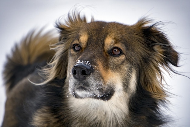 Dog portrait in the snow background