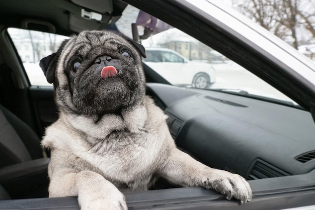 Dog Pug Smiling purebred dog in the car Pets