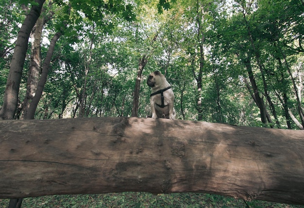 dog pug on the tree