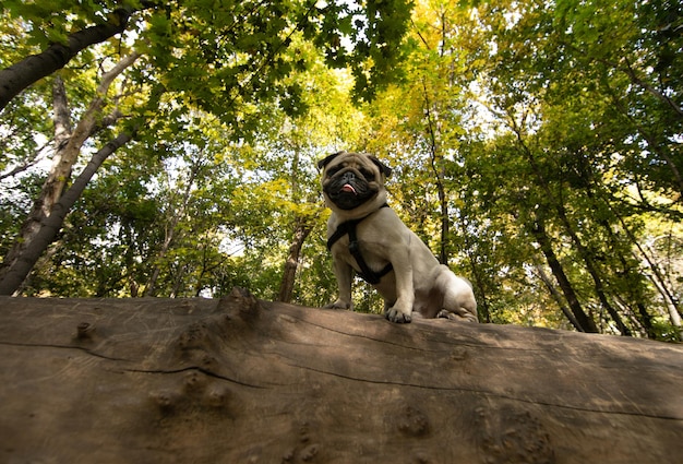 dog pug on the tree