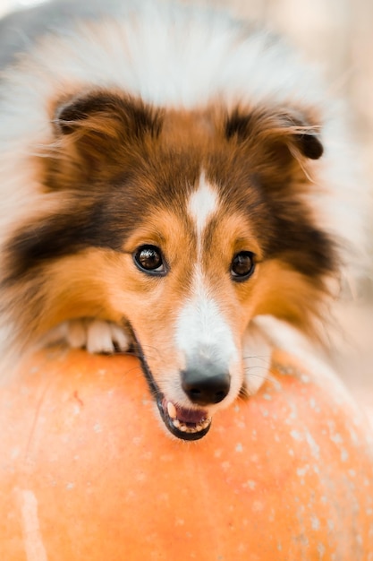 A dog on a pumpkin